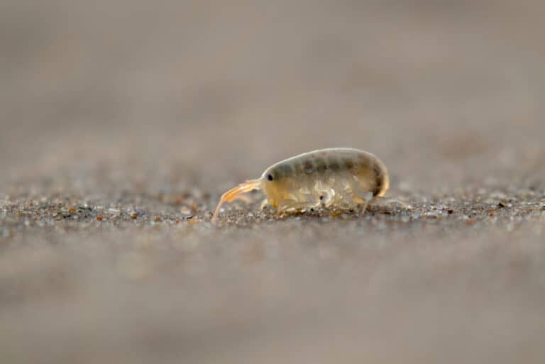 sand fleas