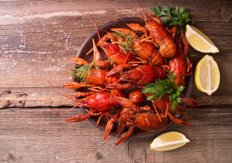 crayfish