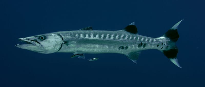 Barracuda
