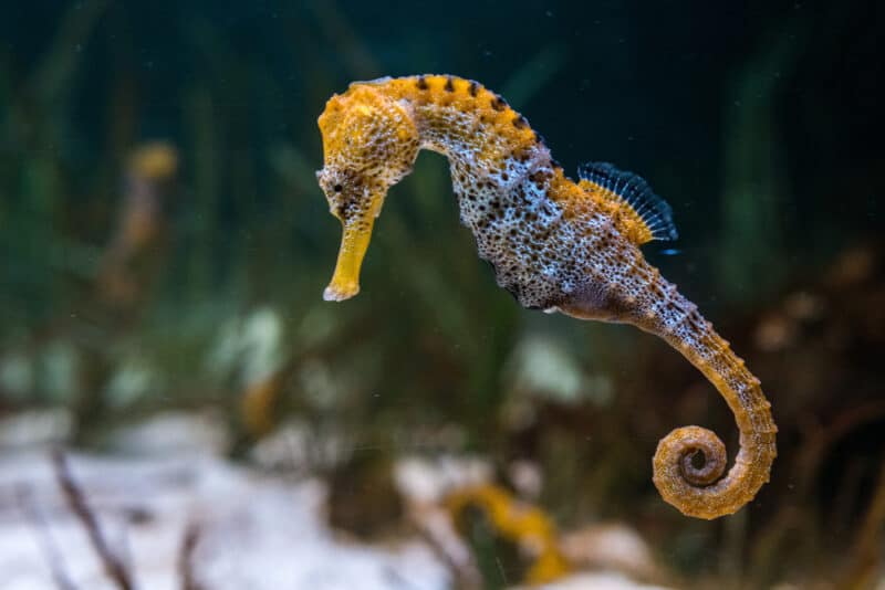 sea horse