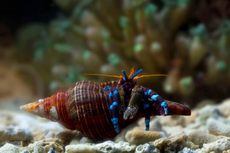 hermit crabs