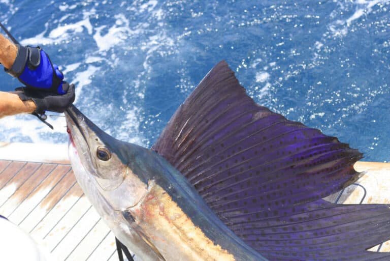 Fishing in Miami