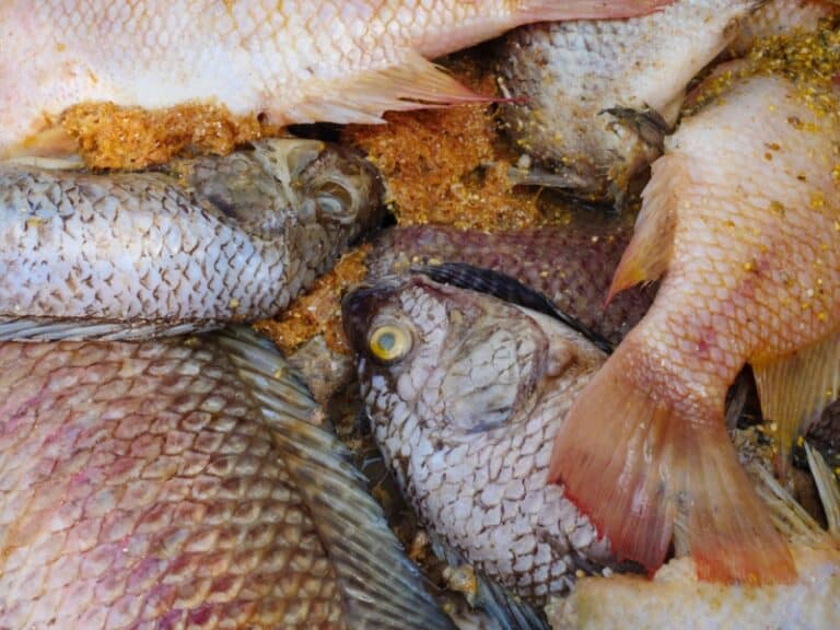 rotten fish