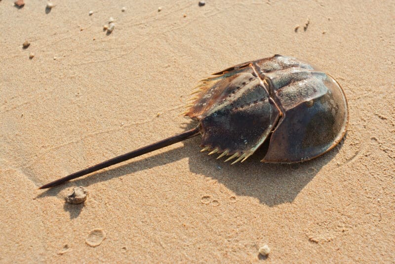 horseshoe crab
