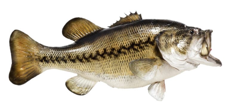 Mean Mouth Bass