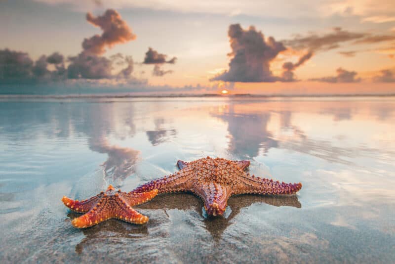 starfish