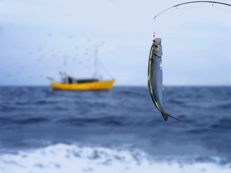 Herring fish bait
